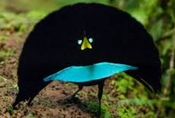 The Art of Birding Photography